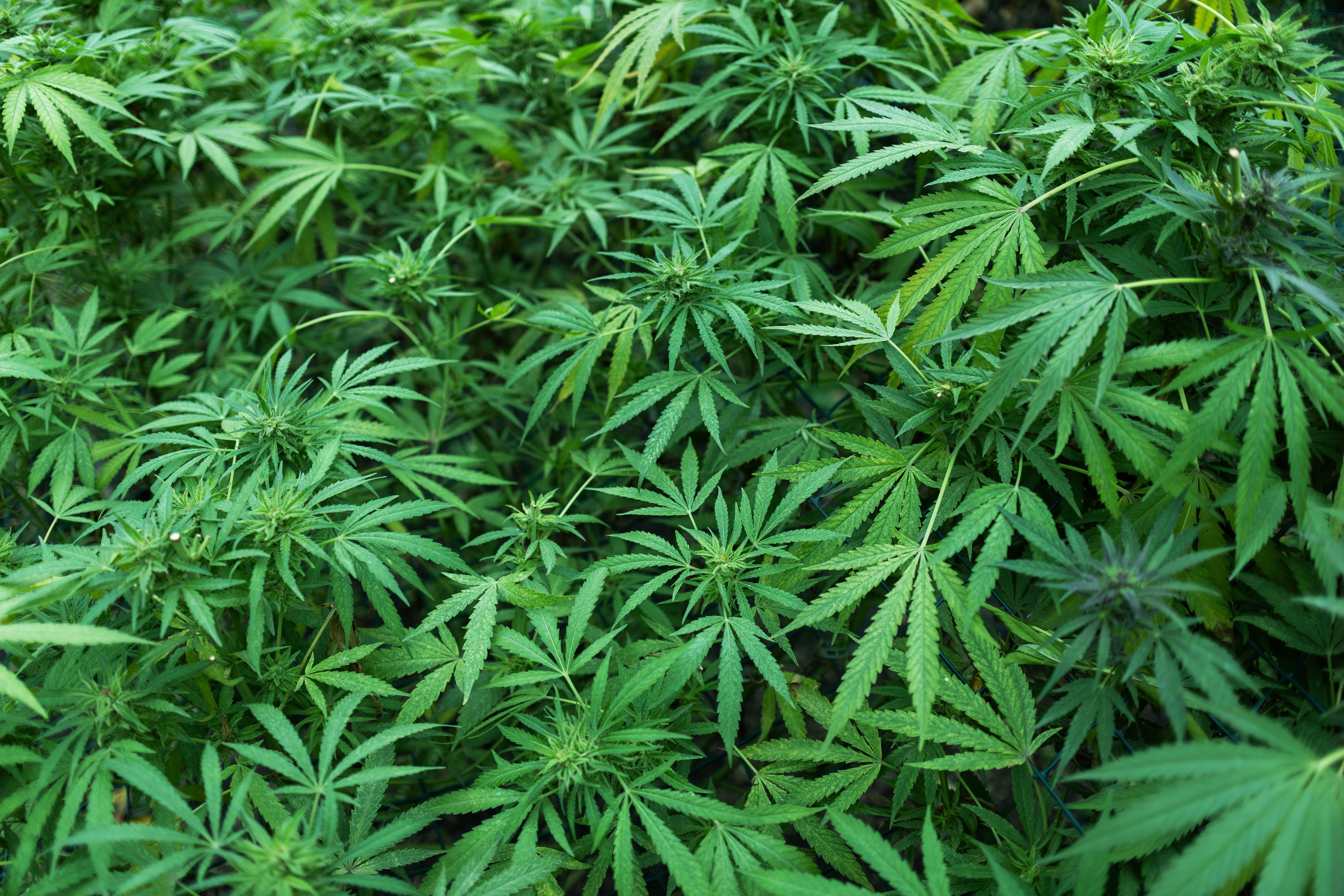 Medicinal Cannabis and Mental Health: What Does the Best Evidence Actually Say? Image